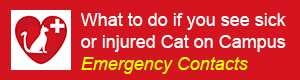 Cat Emergency